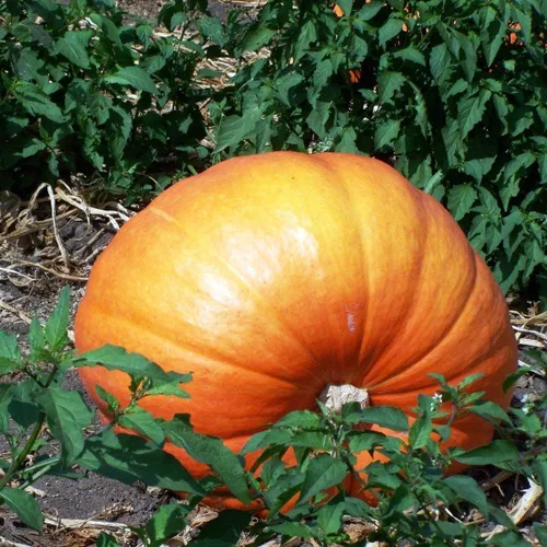 Vista 4 de Semillas Gigante Calabaza Titán No GMO Heirloom