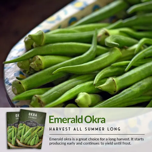 Vista 6 de Survival Garden Seeds - Semilla de okra esmeralda para plantar - Paquete con instrucciones para plantar y cultivar Okra tierna y grande en tu huerto