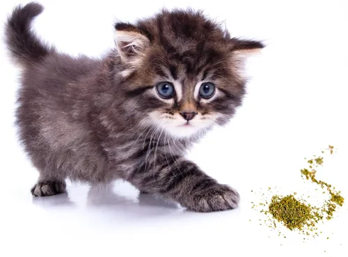 Vista 4 de Hierba gatera, mezcla premium segura para gatos, infundida con la máxima potencia por la que tu gatito seguramente se volverá loco (1 taza)