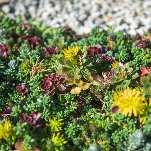 Vista 2 de Tapete Sedum de 10 pulgadas x 20 pulgadas, cultivo de piedra resistente no tóxico para paisajismo, suculentas vivas, plantas aptas para mascotas