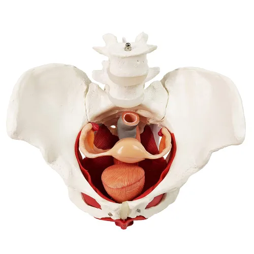 Vista 5 de Modelo femenino de pelvis y perineo con órganos extraíbles, montaje magnético, modelo anatómico del músculo del suelo pélvico femenino y útero