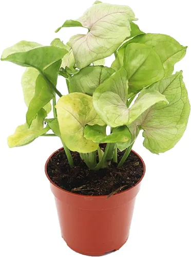 Vista 11 de Fresa Syngonium - 4'' de California Tropicals