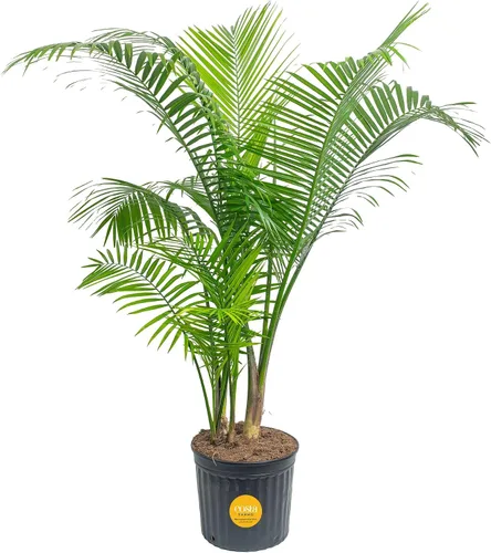 Vista 19 de Costa Farms Planta viva de palma de bambú en maceta decorativa, planta de interior grande purificadora de aire, perfecta para decoración del hogar