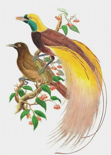 Vista 19 de Canguros australianos John Gould Counted Patrón de punto de cruz