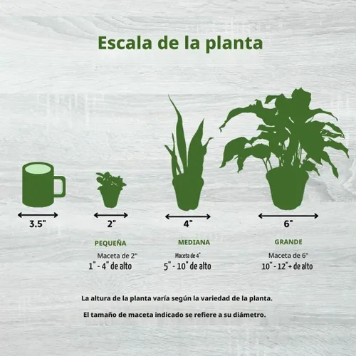 Vista 7 de BubbleBlooms Sansevieria Estrella de mar Boncel Cylindrica 2 pulgadas