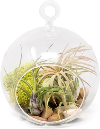 Vista 7 de Impresionante kit de terrario de planta de globo de fondo plano, pequeña planta de aire surtida, piedras beige en tarro de propagación, maceta
