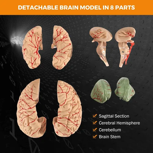 Vista 4 de BEAMNOVA Modelo de cerebro humano con vasos, modelo de anatomía de tamaño real de 8 partes desmontable con imanes, herramienta de enseñanza