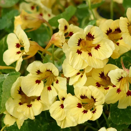 Vista 23 de Eden Brothers Semillas de Nasturtium - Semillas de Alaska Gold sin transgénicos para plantar, 1 onza Semillas de flores de bajo mantenimiento