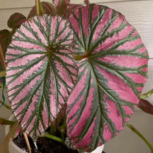 Vista 4 de YOKEBOM Planta de begonia viva, planta de begonia bien enraizada de 4 a 7 pulgadas, follaje colorido vibrante, planta de interior de fácil cuidado