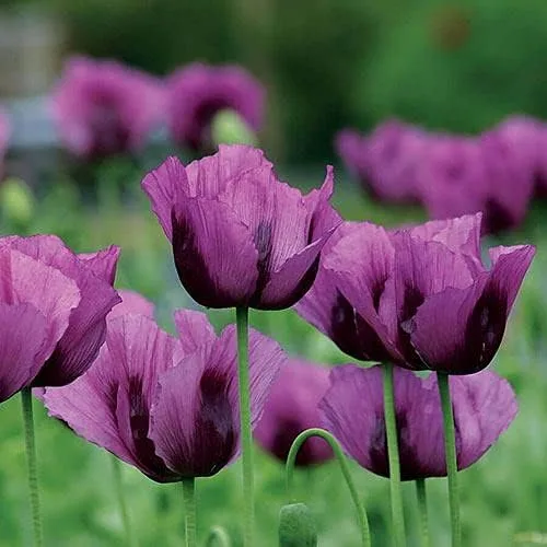 Vista 14 de Park Seed Semillas de plantas de flores de amapola, fáciles de cultivar, perfectas para jardín de primavera, gris increíble, paquete de 100