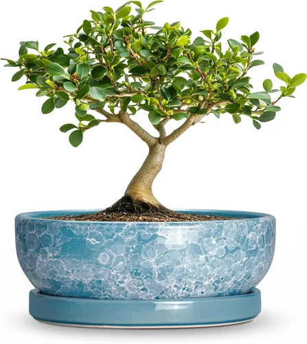 Vista 25 de Succulent Pots, 6 Inch Ceramic Bonsai Pots with Saucer, Blue