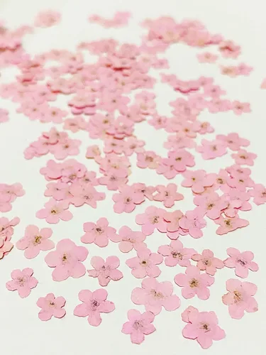 Vista 3 de 24 piezas de trébol de cuatro hojas de flores secas prensadas naturales reales para decoración de arte de resina, manualidades, bricolaje