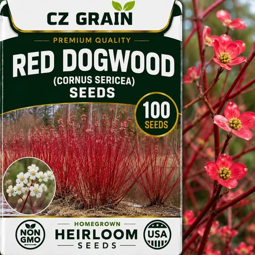 Vista 2 de CZ Grain Semillas para plantar, 40 pequeñas mezclas de calabaza