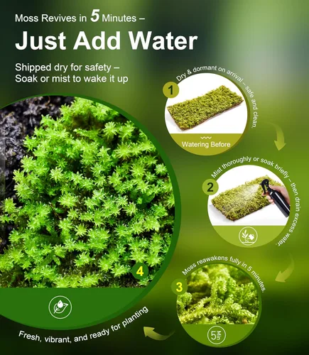 Vista 3 de Musgo Hypnum vivo real (20,3 cm x 20,3 cm) – Musgo natural en lámina para terrarios, bonsáis, hábitats de reptiles y jardines de hadas