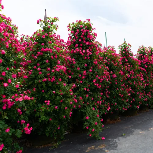 Vista 6 de Más de 400 semillas de rosas trepadoras para plantar al aire libre, flor de vid vibrante, flores ornamentales de jardín de larga duración, rosa