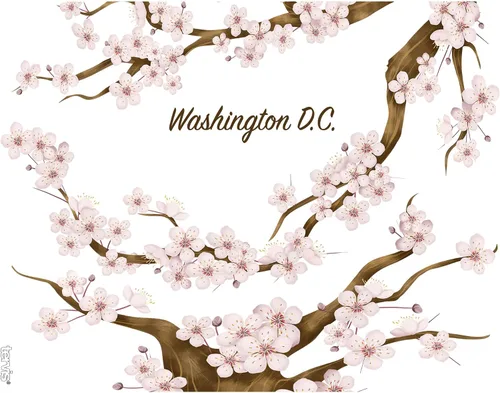 Vista 2 de Tervis Washington DC - Vaso aislado de flor de cerezo con envoltura y tapa marrón, 24 onzas, transparente