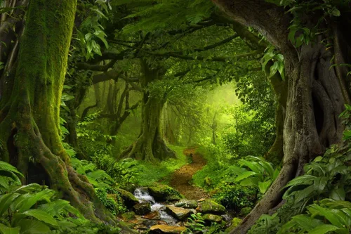 Vista 2 de Tropical Jungle Rainforest Footpath Landscape Photo Photograph Rain Forest Stream Water Rocks Lush Foliage Tree Canopy Green Leaves Branches Moss