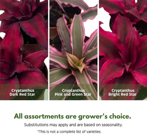 Vista 3 de BubbleBlooms Surtido de Cryptanthus bivittatus, juego de bromelia Earth Star, 3 suculentas diferentes