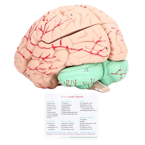 Vista 6 de Modelo anatómico del cerebro humano, 4D, 2 piezas, material de PVC duradero desmontable, anatomía, modelo cerebral, recursos de aprendizaje