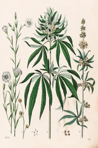 Vista 3 de Ilustración de marihuana de planta de cannabis 1853 Weed Room Dope Gifts Guys Propaganda fumar Stoner Reefer Stoned Buds Pothead Dormitorio Paredes