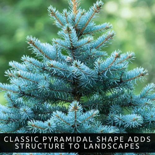 Vista 7 de Semillas de abeto azul para plantar 50 semillas Abeto azul de Colorado, Picea pungens glauca Árboles atractivos para privacidad o paisajismo