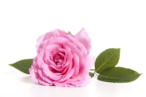 Vista 4 de OPO Spray de tóner facial de agua de rosas, agua de rosas búlgara natural con aloe, árbol de té, hamamelis, hidratante y rejuvenecedor para cara
