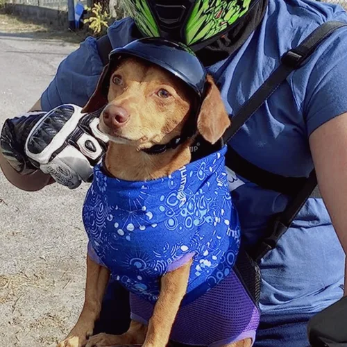 Vista 5 de Namsan - Cascos de perro para perros pequeños, casco para perros pequeños con orificios para las orejas, cascos de seguridad para cachorros