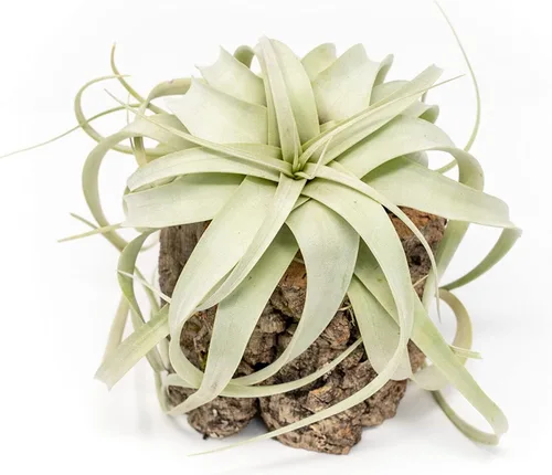 Vista 10 de Air Plant Shop Macetas de corteza de corcho con pequeñas plantas de aire Xerographica, al por mayor y a granel, suculentas - Tillandsia viva
