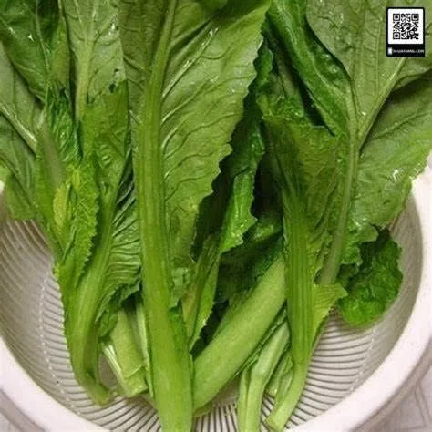 Vista 5 de Más de 750 semillas de bambú de hoja grande GAI Choi Mostaza Verde Junio de 2021 Prueba Cải