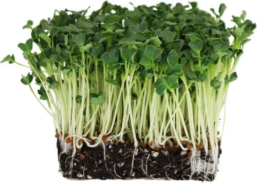 Vista 2 de Semillas germinantes de rábano 1 lb - Semillas microverdes Daikon sin OMG para cultivo en interiores for Indoor Growing