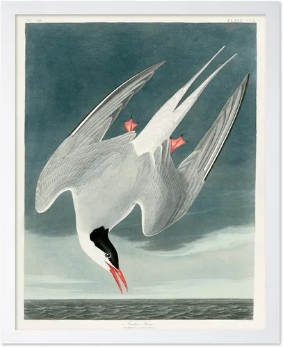 Vista 43 de Poster Master Póster vintage de James Audubon – Impresión retro de amargo americano – Arte de aves de América – Regalo para hombres, mujeres