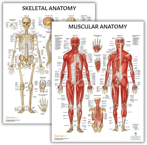Vista 10 de Anatomy Lab Tabla anatómica del sistema muscular, laminado, 17.3 x 22.5 pulgadas, diagrama de los músculos, carteles médicos, póster del sistema