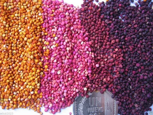 Vista 2 de Chenopodium Quinoa Planta seeds- arco iris – Hot Pink Rojo, naranja, amarillo, blanco, verde