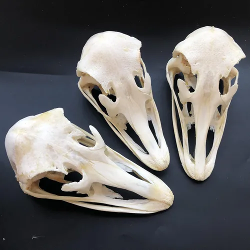 Vista 17 de Venta al por mayor 1/2/3/5/10 piezas Cráneos de Animales Reales de Taxidermia, Espécimen de Huesos Reales, Suministros de Arte Hueso Medicina