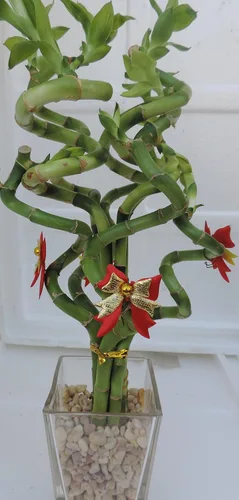 Vista 2 de Lucky Bamboo Decorated - Maceta de Navidad para interiores de 4 pulgadas con jarrón de gafas