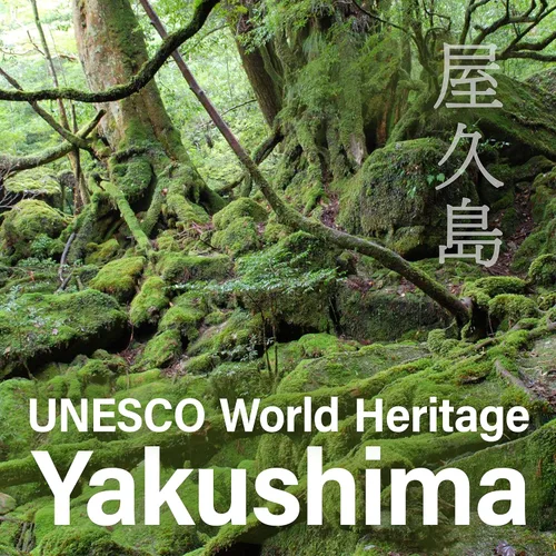 Vista 5 de YAMASAN KYOTO UJI Caramelo japonés – Sabor a naranja mandarina de Yakushima, envueltos individualmente, sin condimentos químicos, dulces sin gluten
