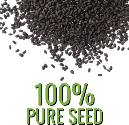 Vista 5 de Seed Needs Semillas de albahaca para plantar hierbas de albahaca tailandesa, reliquia sin OMG y sin tratar, cultiva un jardín de hierbas culinarias