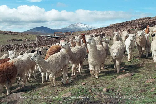 Vista 8 de Alpaca Home Manta de alpaca Cheeky Checks 100% lana de alpaca bebé 6.6 pies de largo x 4.25 pies de ancho hipoalergénica, suave y acogedora
