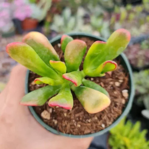 Vista 7 de Plantas vivas de crassula para decoración del hogar (collar de bebé de 2 pulgadas abigarrado)