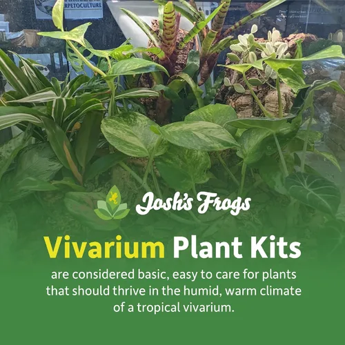 Vista 2 de Josh's Frogs Kit de plantas de vivario tropical de 12x12x18