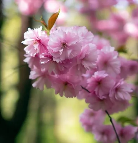 Vista 3 de Prunus serrulata (Cereza Japonesa, Sakura, Cereza Colina, Cereza Oriental, Cereza de Asia Oriental) Semillas de árbol, Flores vistosas, Semillas