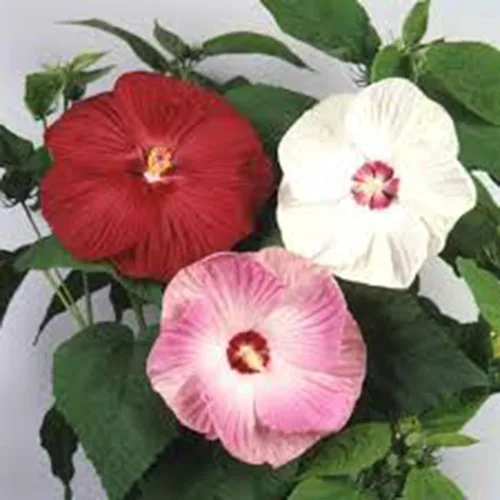 Vista 3 de CHUXAY GARDEN Mezcla Luna Hibiscus-Moscheutos Resistente Rojo Rosa Blanco Dulce Cena Planta Hibiscus 25 Semillas Flor Perenne Heirloom Al Por Mayor