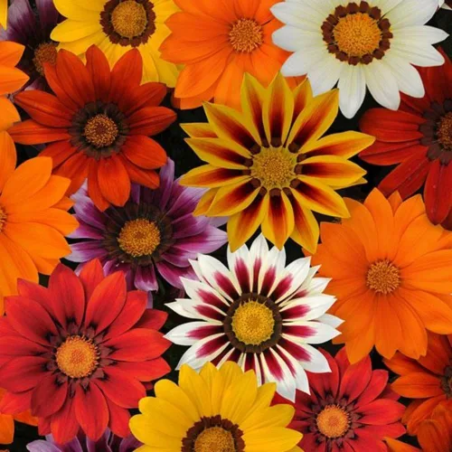 Vista 3 de Gazania Rigens Seeds: 300 piezas Premium Mix - Tolerantes al calor, flores ornamentales resistentes de floración prolongada para patio, paisajismo