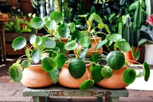 Vista 5 de 3 plantas de Árbol del Dinero vivas, Plantas vivas de Pilea Peperomioides, de 12 a 18 cm de altura, Plantas vivas de Pilea Peperomioides