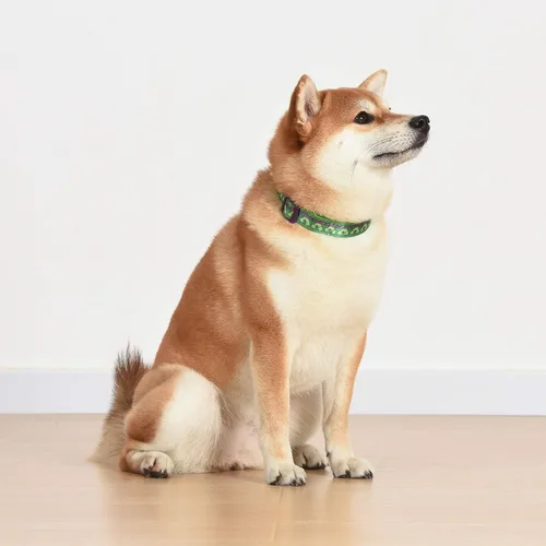 Vista 5 de Marvel Comics The Hulk Dog Collar, pequeño verde y morado Collar para perro con licencia oficial de Marvel The Incredible Hulk Collar de perro