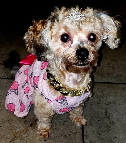 Vista 9 de PET SHOW 1 unidad/paquete de pinzas para el pelo de tiara para perro, lazos para perros pequeños, disfraz de diamantes de imitación de cristal