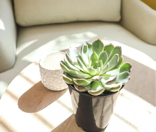 Vista 10 de Suculentas Echeveria de 1 cuarto de galón, 4 unidades, suculentas vivas recuerdos de fiesta en macetas suculentas, plantas suculentas vivas plantas