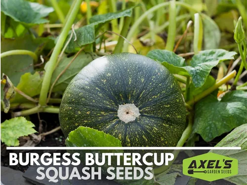 Vista 5 de Semillas de calabaza de invierno para plantar – Planta y cultiva calabaza Burgess Buttercup – Instrucciones para plantar un jardín de verduras