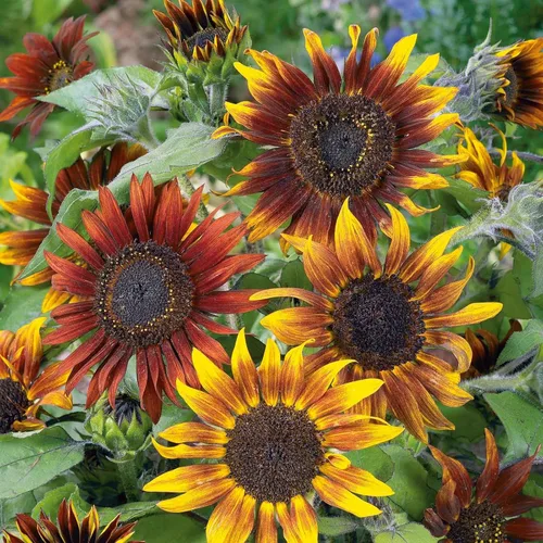 Vista 33 de Eden Brothers Semillas de girasol - Autumn Beauty