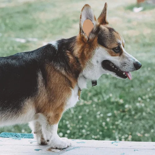 Vista 7 de VANZACK Herramienta de soporte para orejas de perro, herramienta de soporte para orejas de perro, corrección fija, soporte vertical, cubierta
